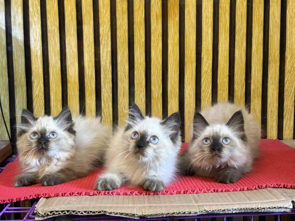 Ready persia himalaya cemong mata biru