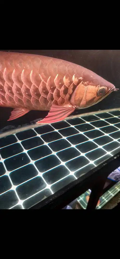 For Sale Arwana Golden Red Bluebase