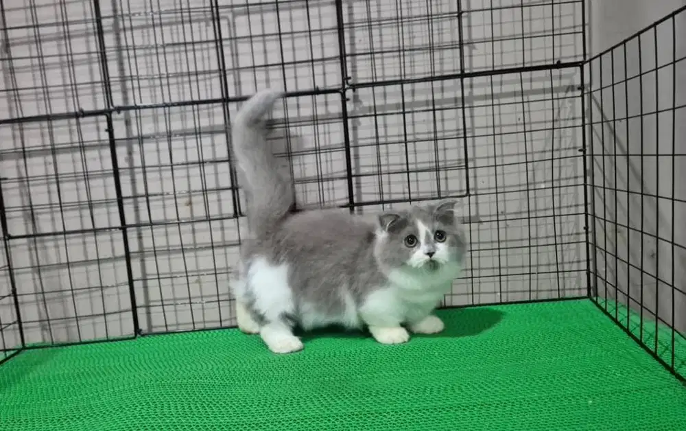 Ready kucing gaelic fold