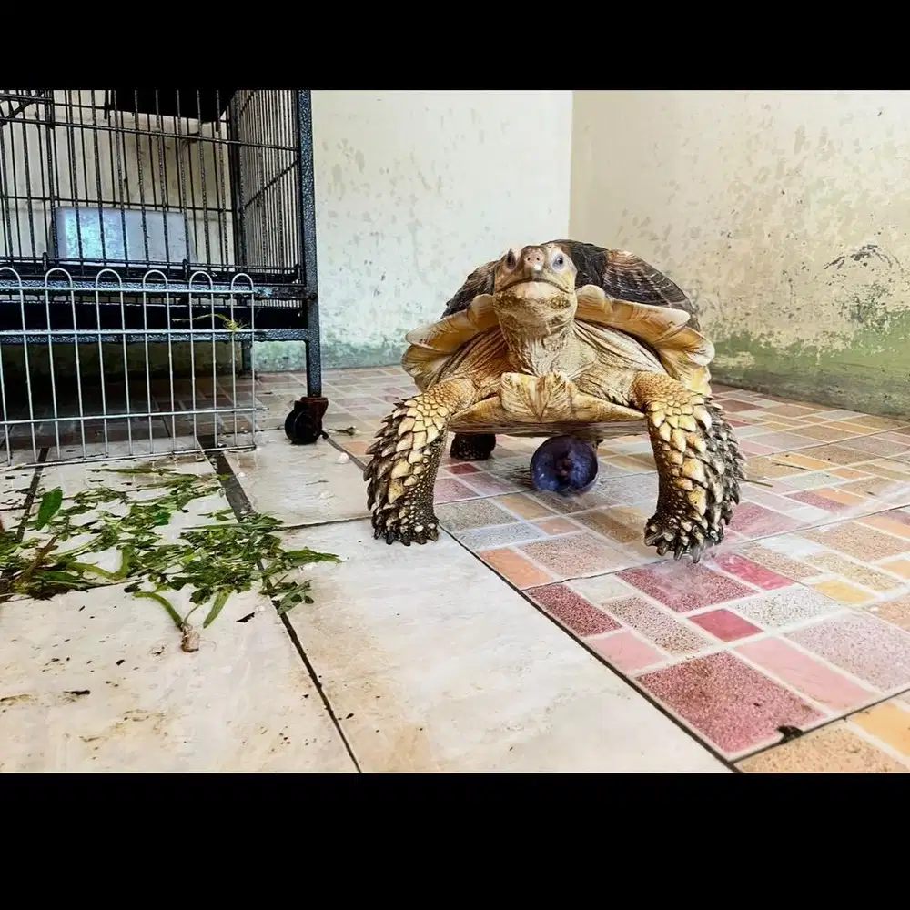 Sulcata jantan 40 cm