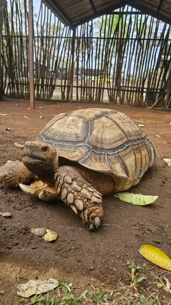Kura Sulcata Jumbo