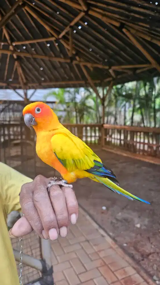 Burung sunconur
