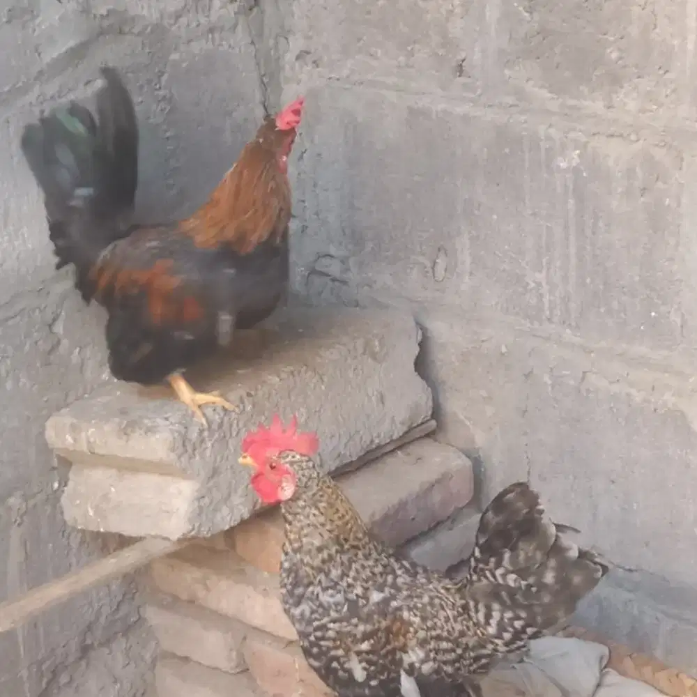Ayam kate jantan