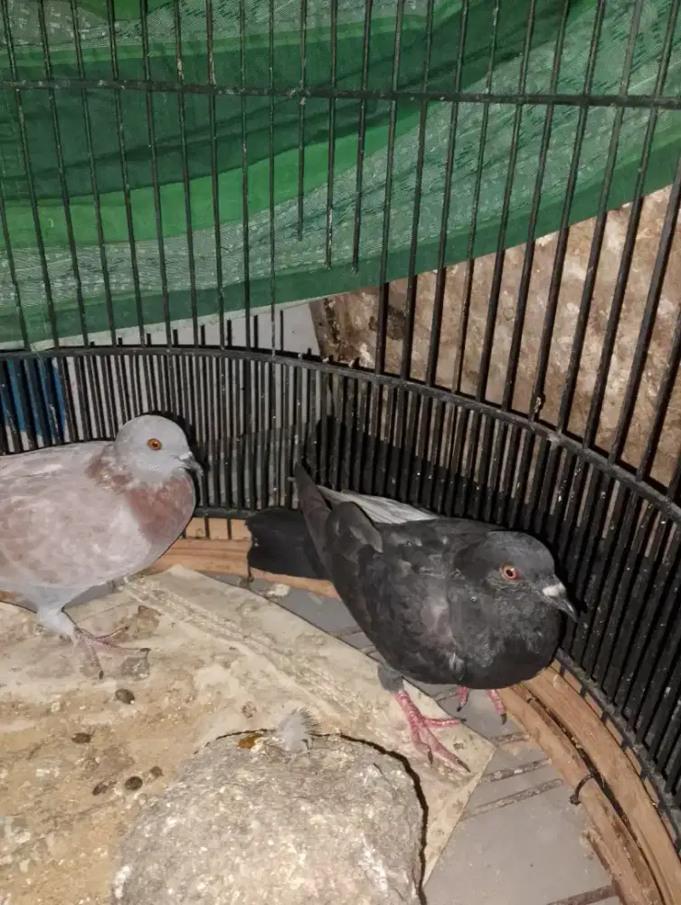 Merpati betina piyik