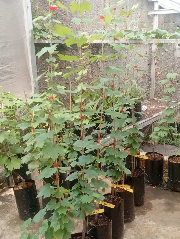 Pohon anggur siap tanam