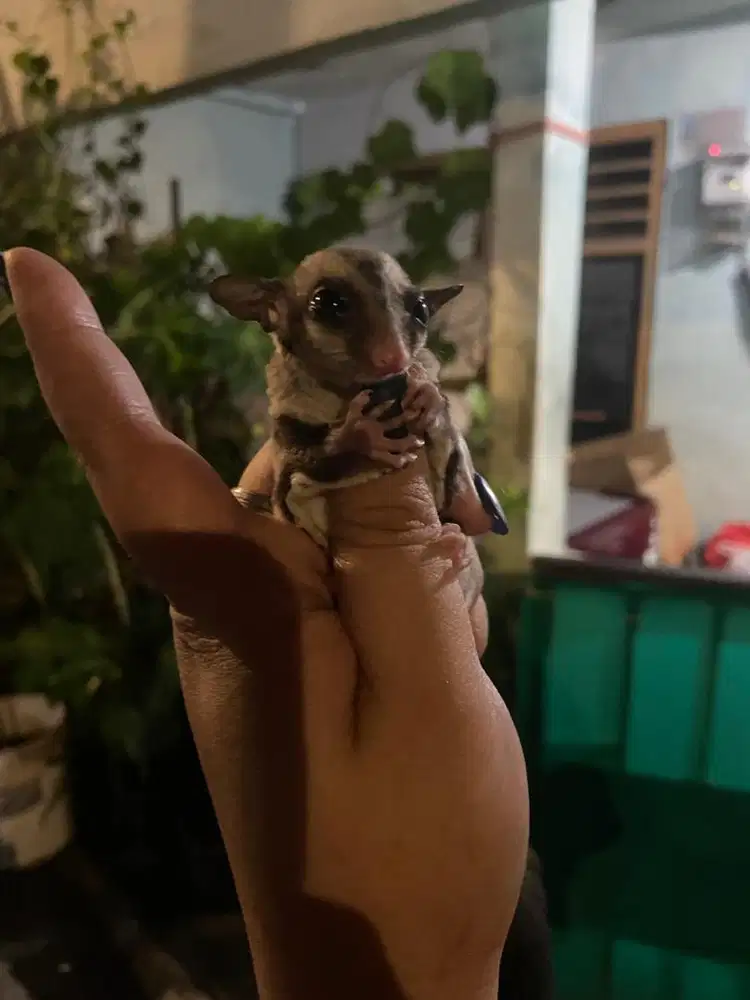 Sugar Glider Jenis Classic Grey Jantan Joey 1.5 Bulan