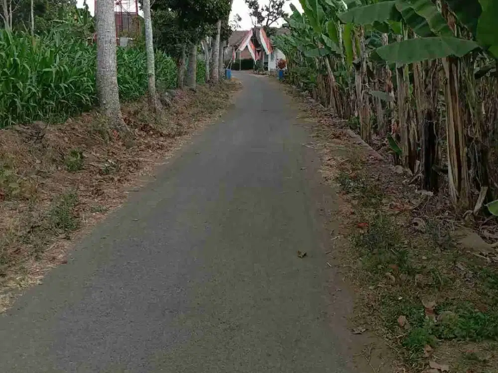 Kebun Pisang Pakis Pucangsongo Malang