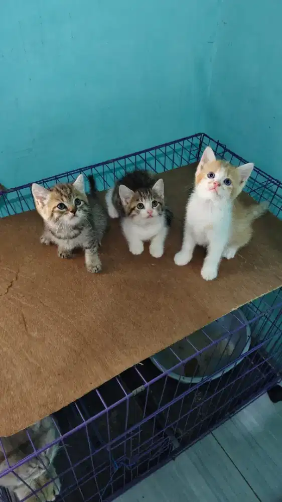 Lepas adopsi kitten usia 2 bulan