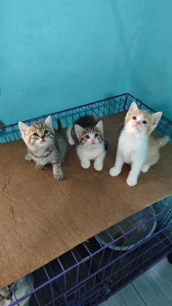 Lepas adopsi kitten usia 3 bulan