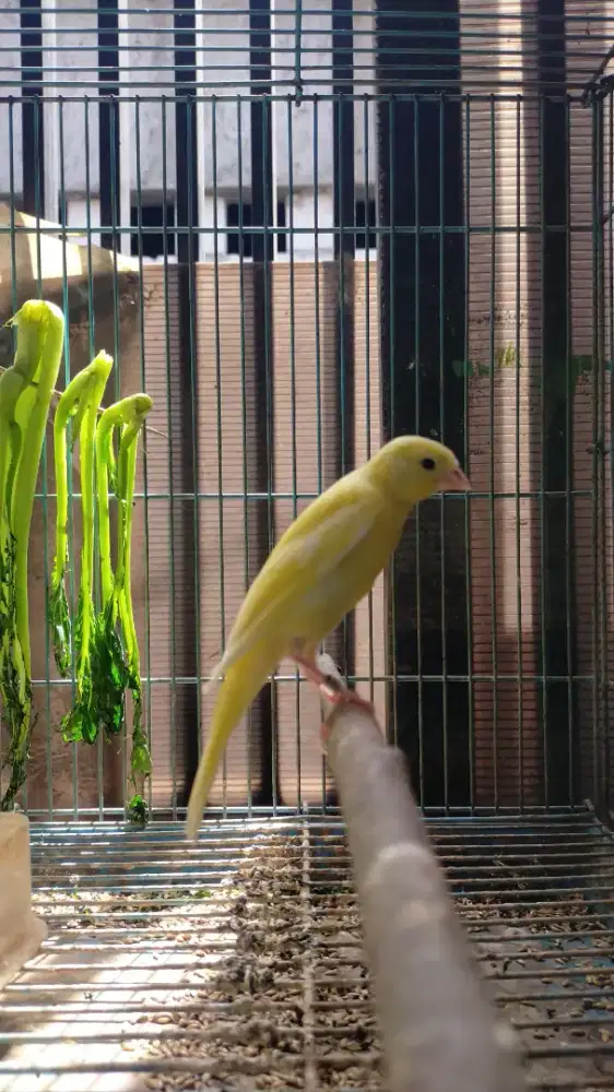 Burung kenari crosbread paud/anak
