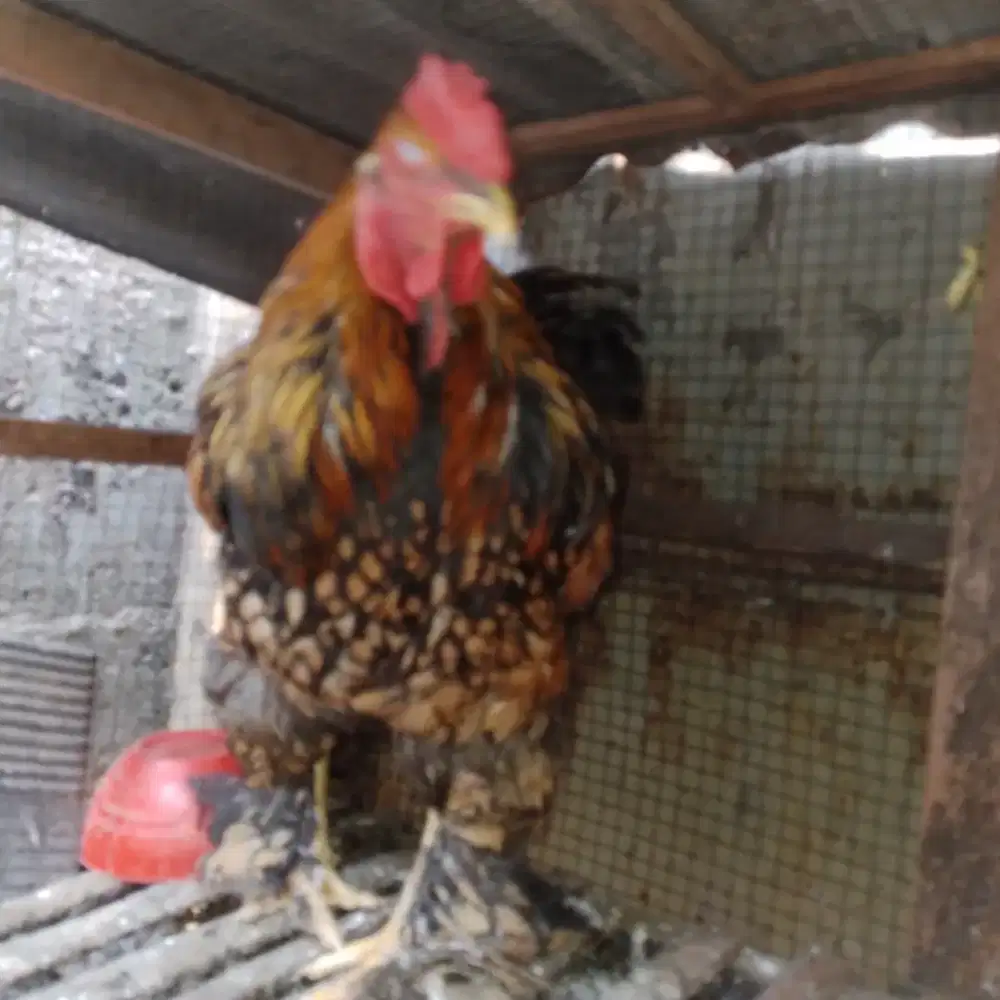 Ayam berahma golden lacet sepasang lagi peroduksi