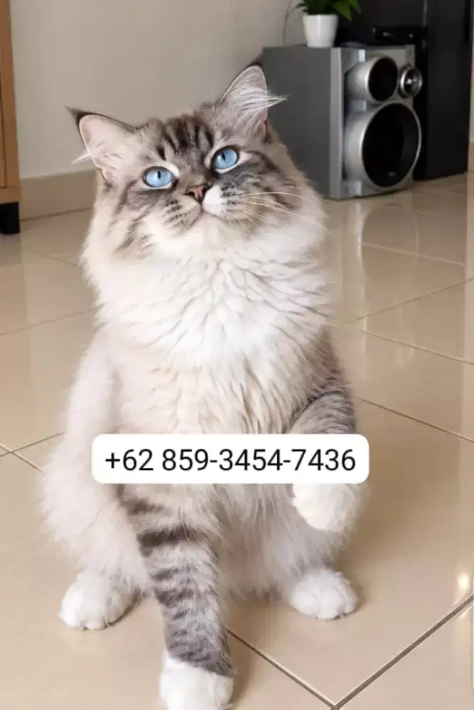 Ragdoll pure breed non pedigree