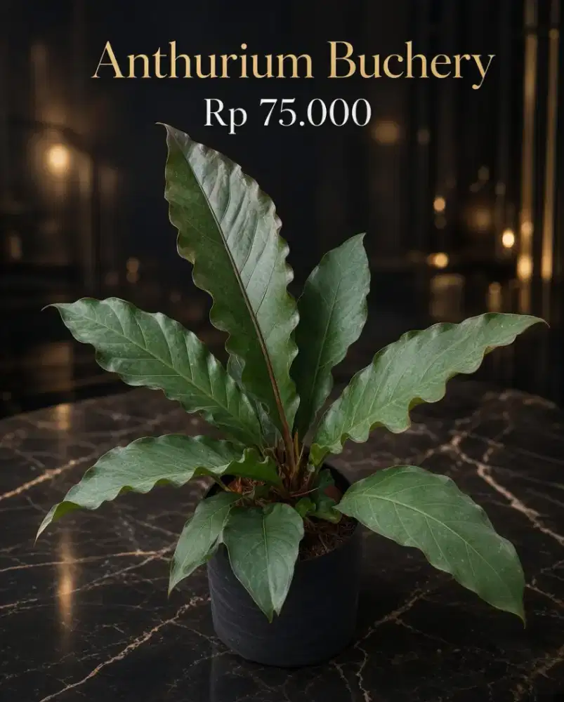 Anthurium buchery