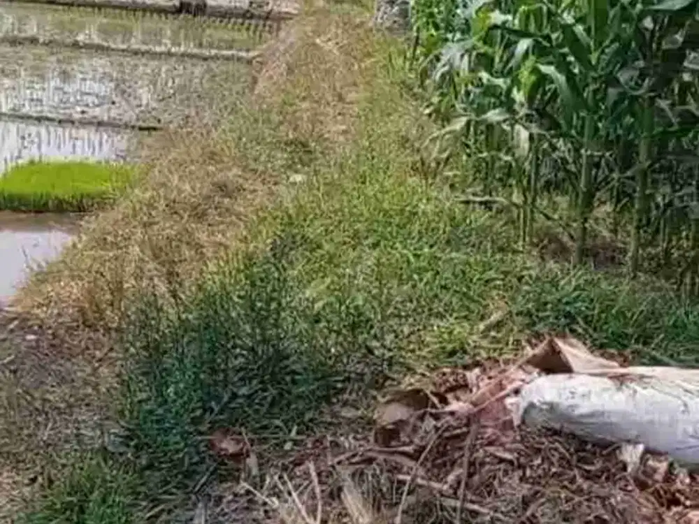 Tanah Bonangan Pakis Sumberkradenan