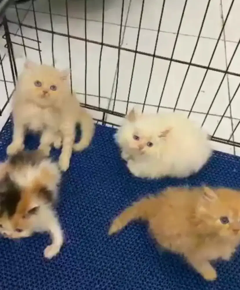 Lepas adopt kitten persia