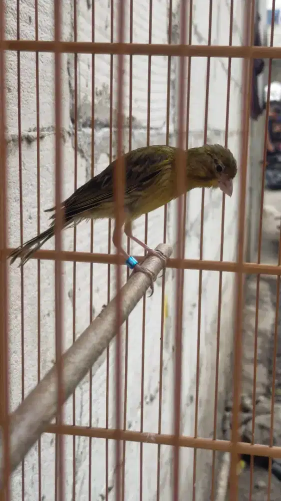 Burung kenari F1gbsf paud jantan