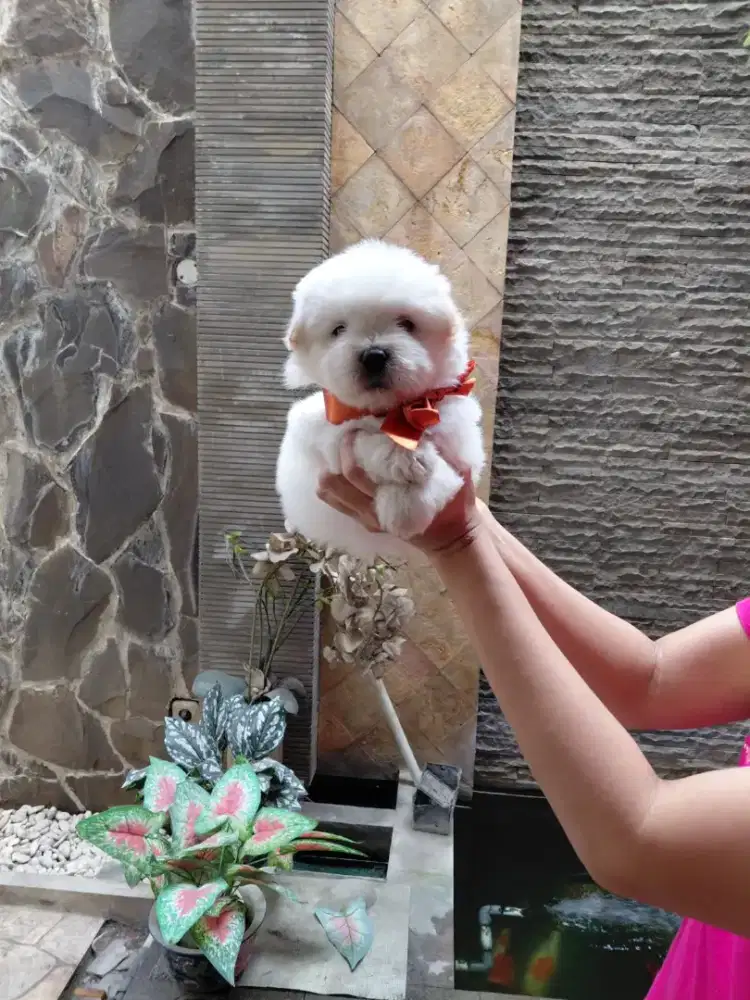 Bichon frise,female,dob 15 agustus