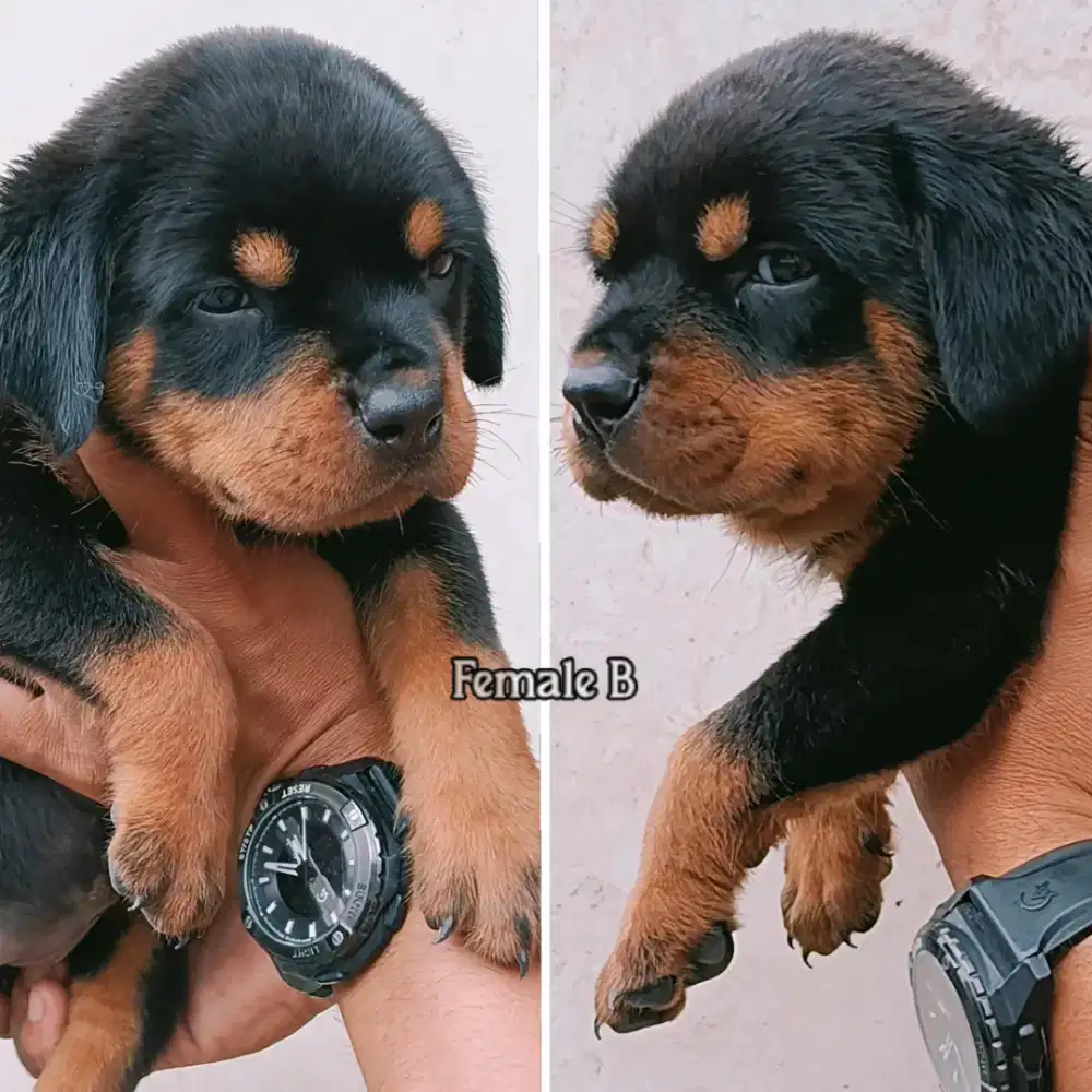 Rottweiler Female