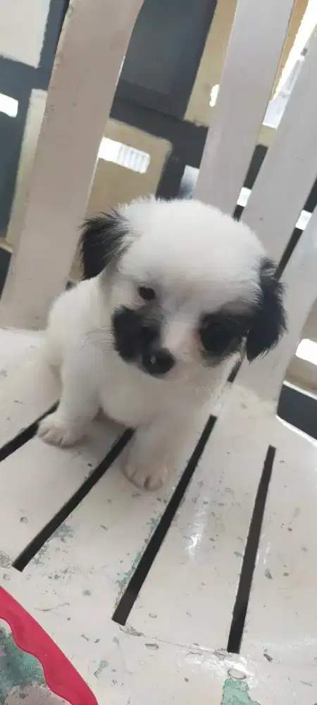 Anak Anjing Peliharaan