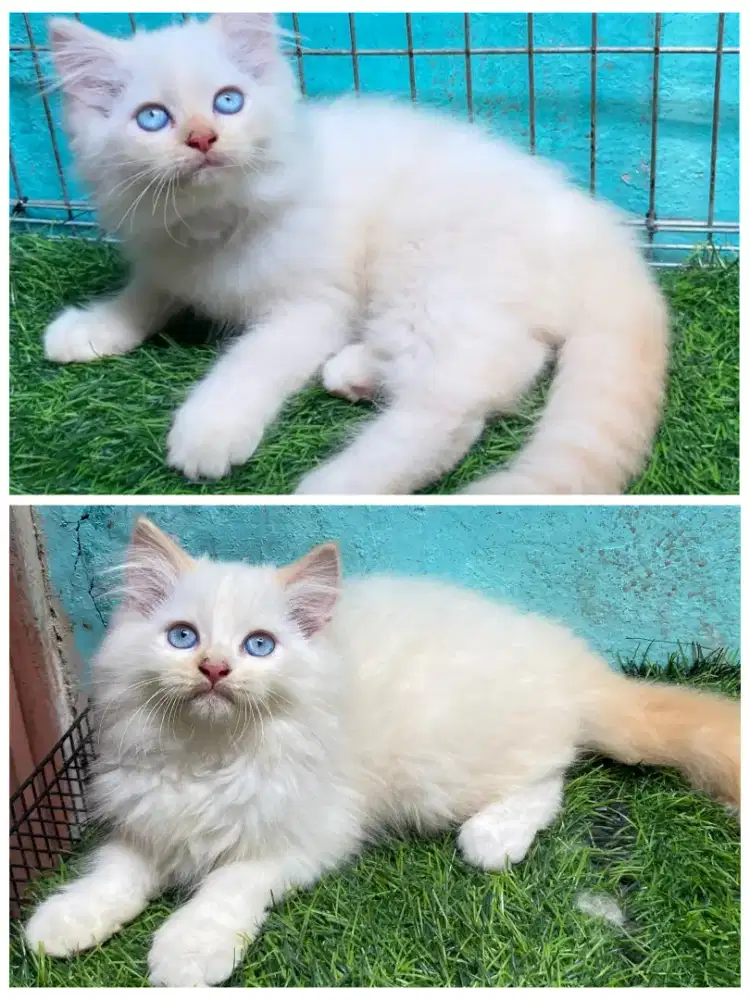Anak kucing himalaya /kitten persia himslaya/kucing  persia jantan