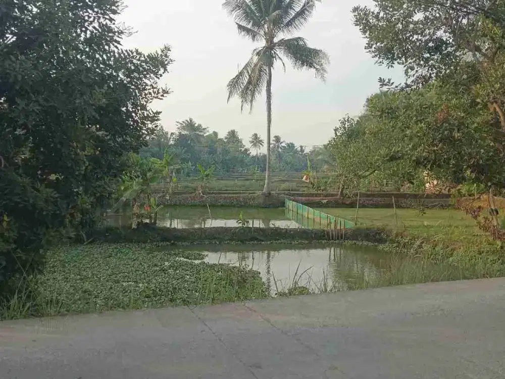 DI JUAL EMPANG/KOLAM IKAN 874 M2 SHM AKTIF DI PINGGIR JALAN RAYA. 
DI CISEENG-BOGOR.