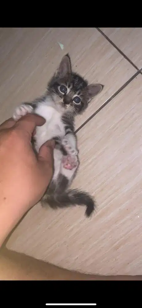 Kitten mixdome jantan
