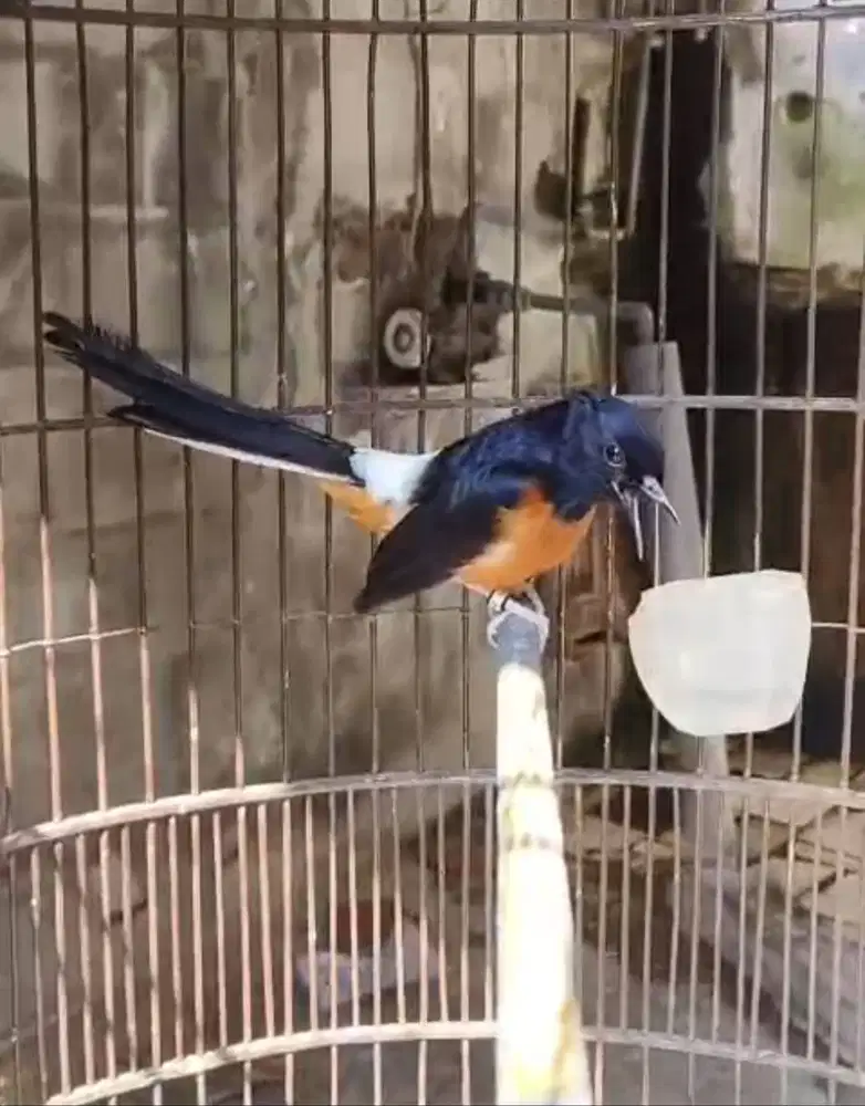 Burung Murai Batu Medan Gacor