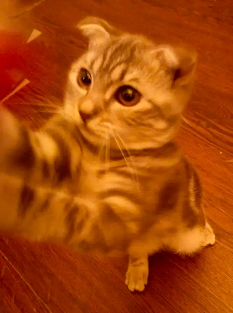Cantiknya Scottish fold akoh