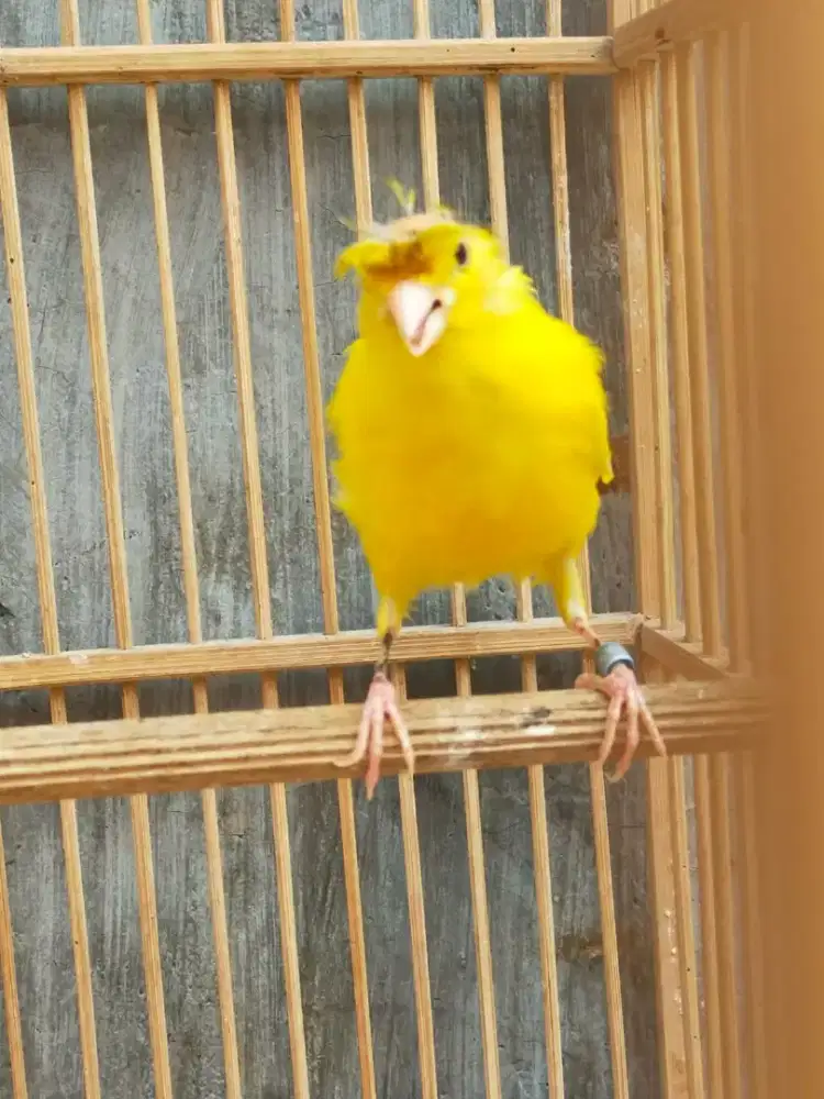 Burung kenari kuning stabilo dewasa gaacor