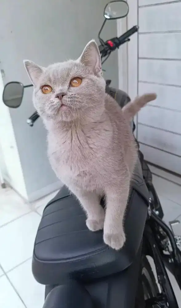 Kucing Ras BritishShorthair