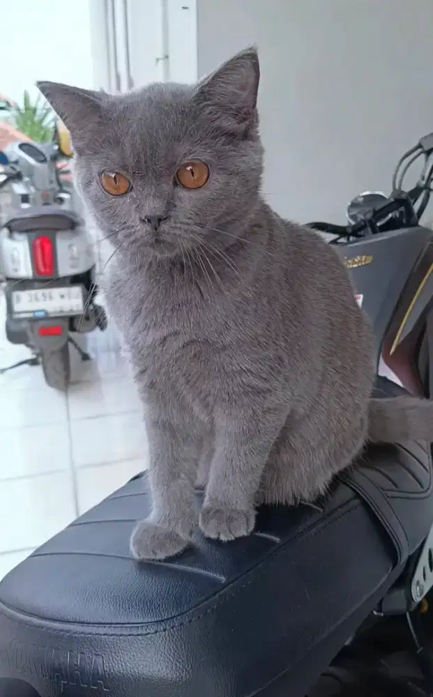 Kucing Ras Britishorthair