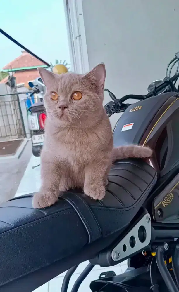 Kucing Britishorthair