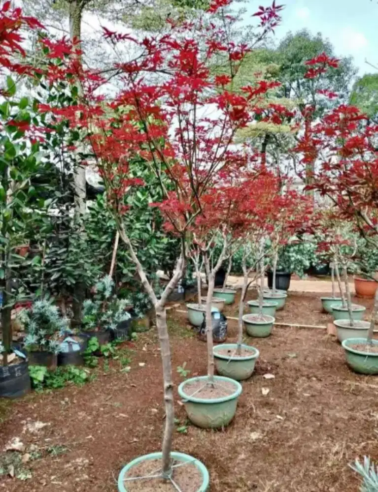 Pohon maple tree