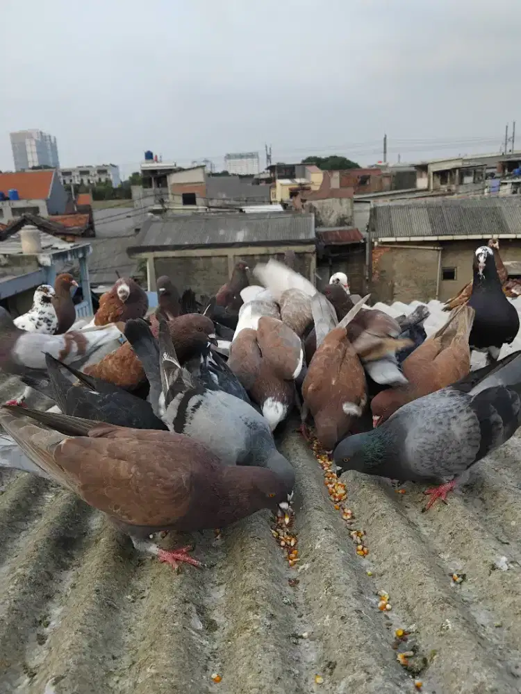Dijual Burung Dara Tinggian Dan Kolongan