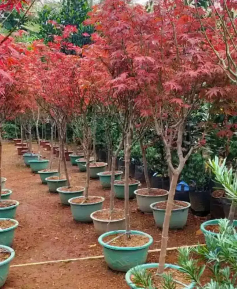Pohon maple tree