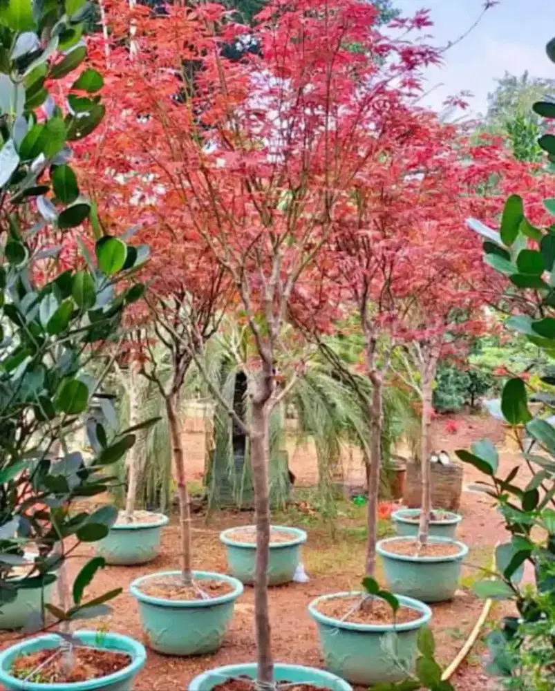 Pohon maple tree