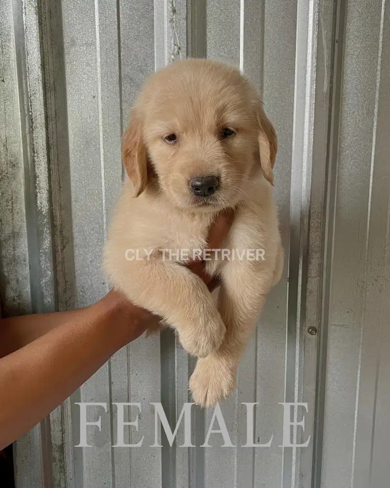 Golden Retriver Puppy