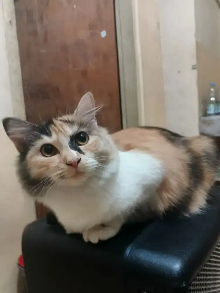 Kucing mix domestic longhair calico