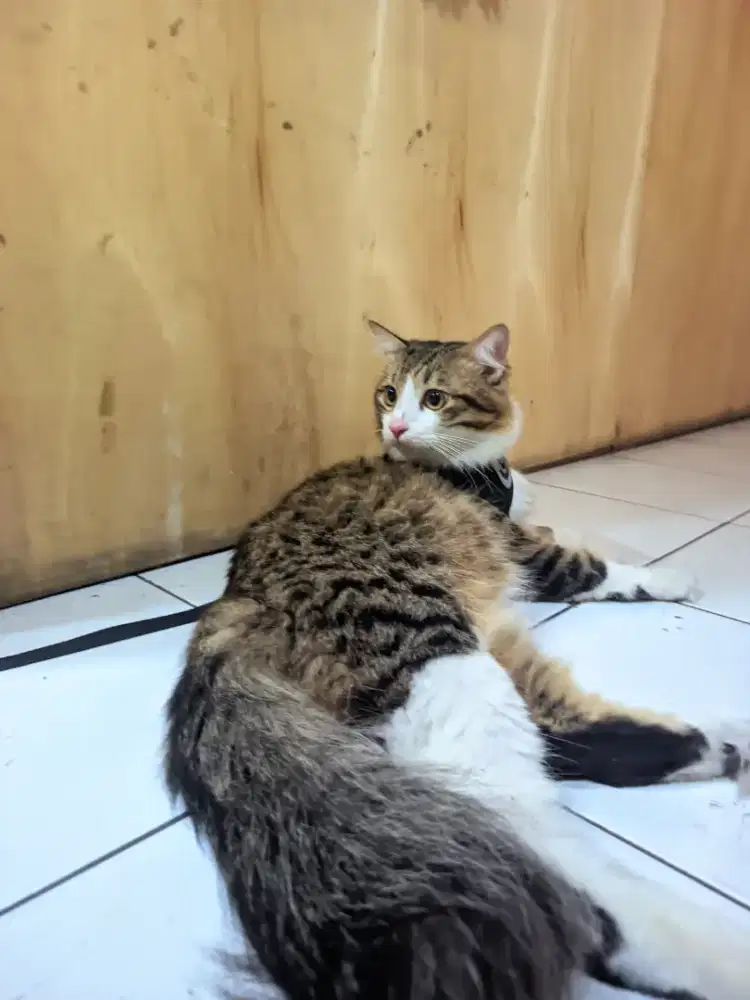 Tabby mix persia