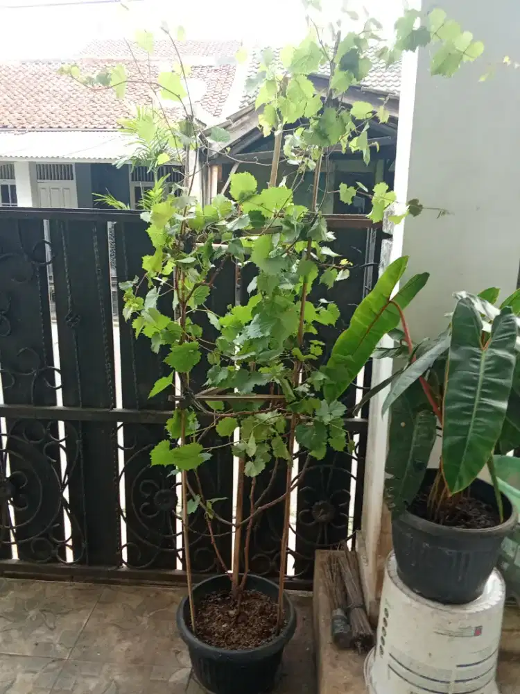 Pohon anggur merah 2 meter