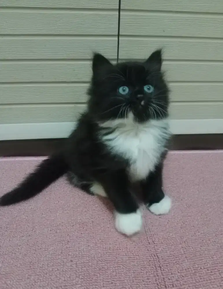 Persia kitten tuxedo
