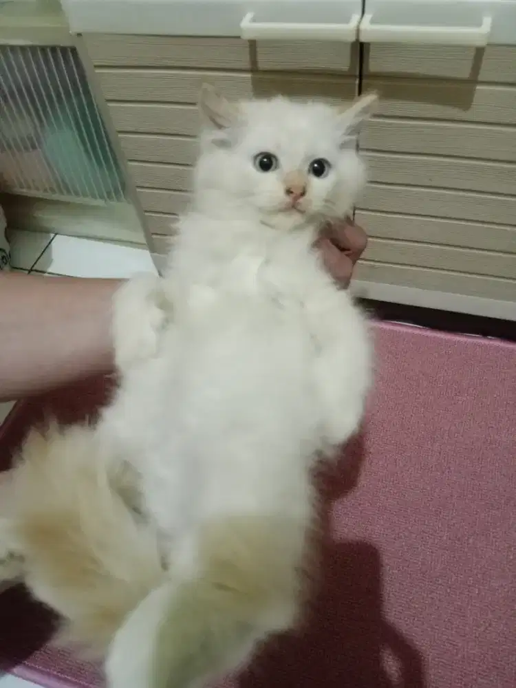 Himalaya Red Point Kitten