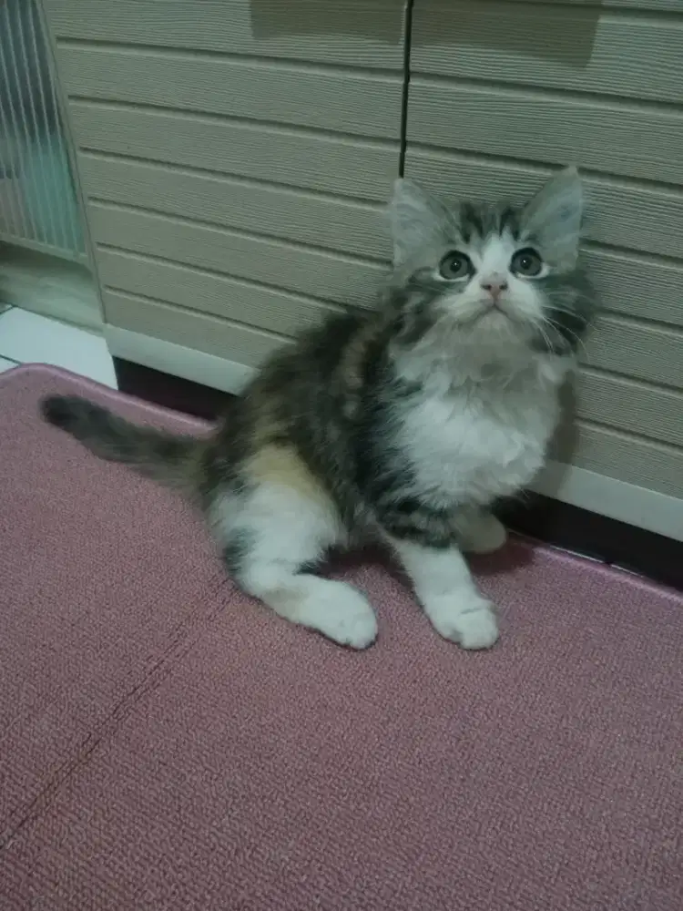 Persia kitten Calico