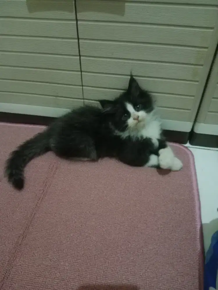 Persia kitten black n white