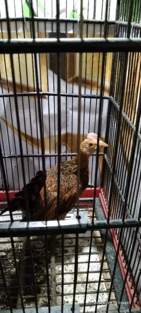 Ayam Bekisar Kate