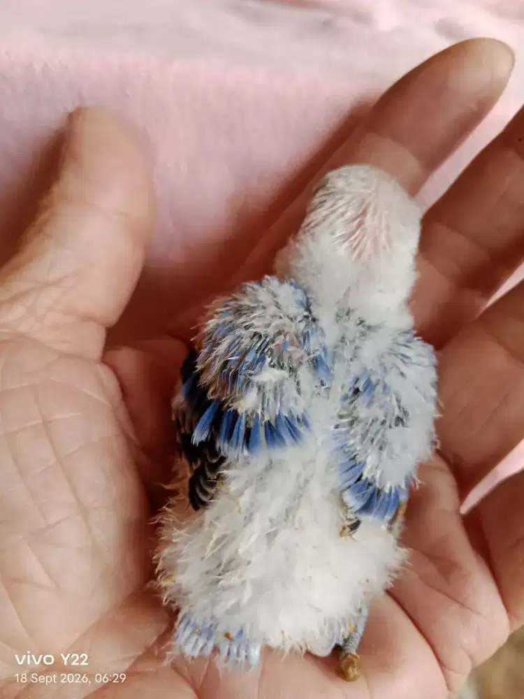 Lolohan lovebird biola vio split PF
