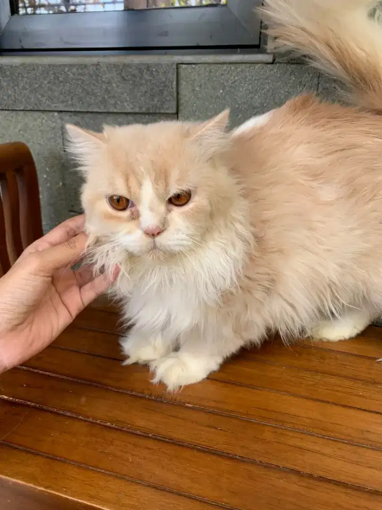 Kucing Persia Jantan