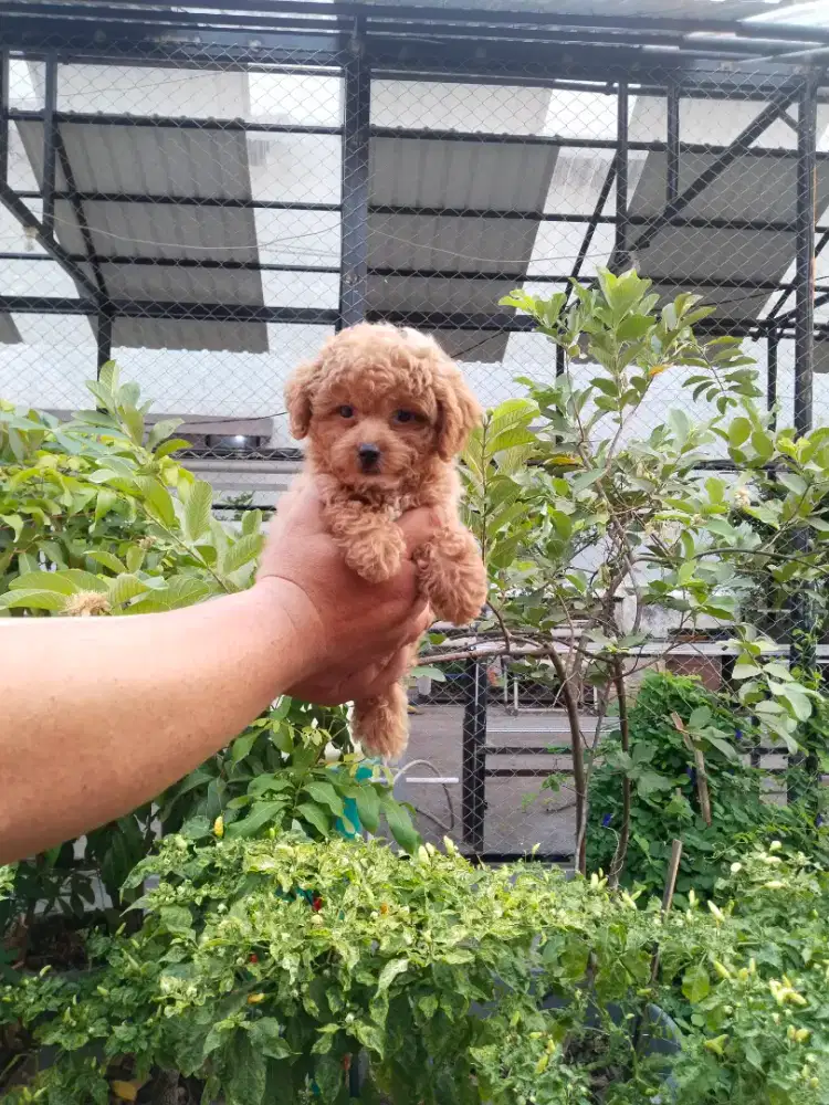 Anak anjing poodle