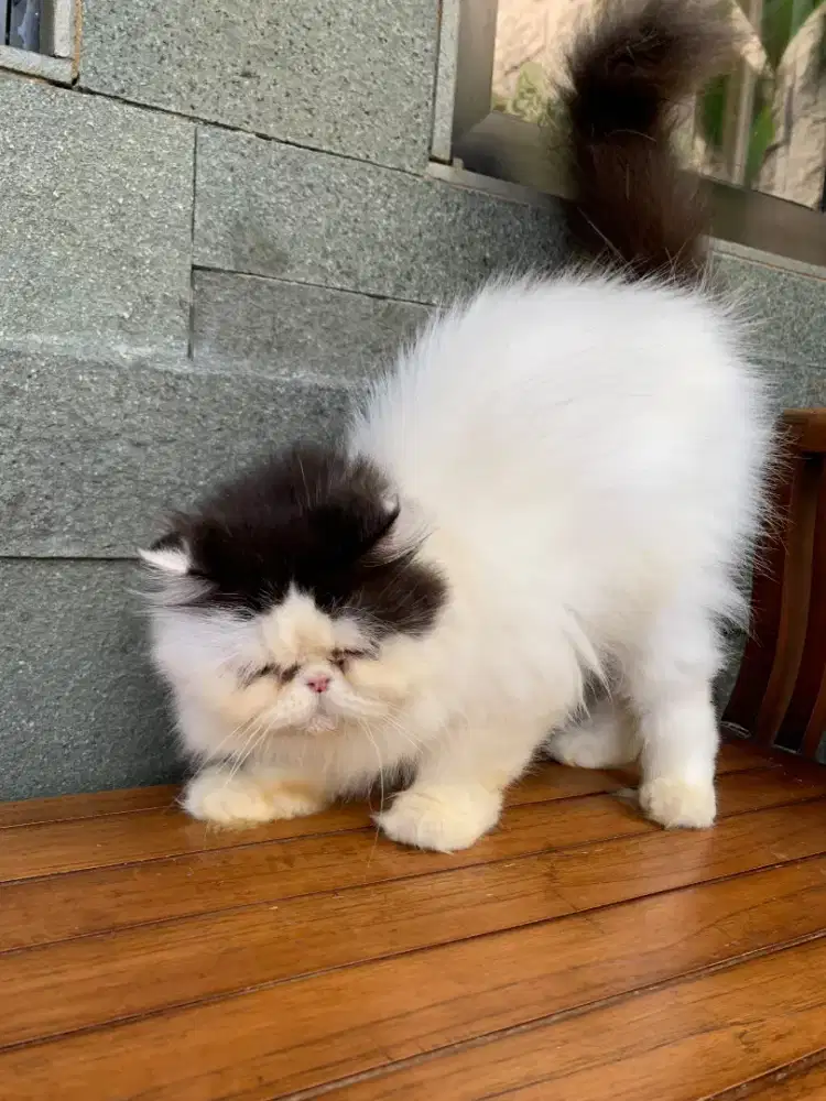 Kucing persia peaknose jantan