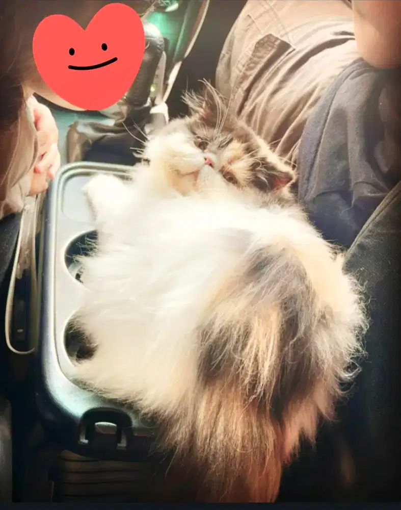 Kucing Persia Peaknose Indukan